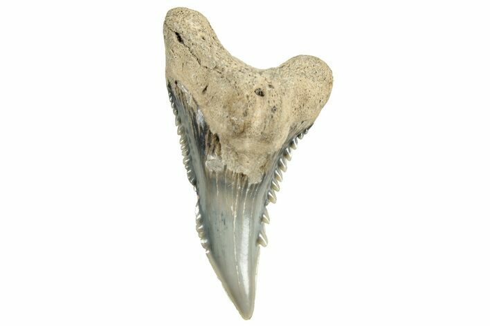 Snaggletooth Shark (Hemipristis) Tooth - South Carolina #325177